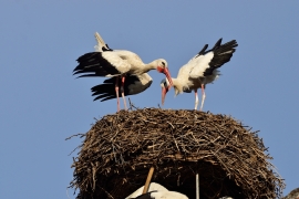 Storchenhochzeit