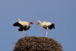 Storchenhochzeit