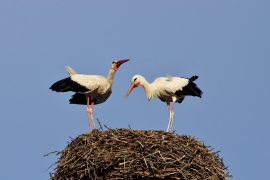 Storchenhochzeit