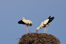 Storchenhochzeit