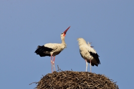 Storchenhochzeit