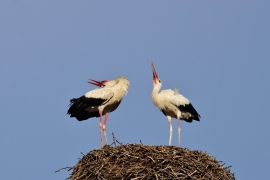 Storchenhochzeit