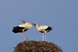 Storchenhochzeit