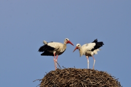 Storchenhochzeit