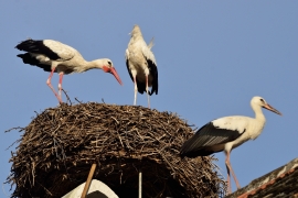 Storchenhochzeit