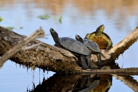 Schildkröten Sonnenbad