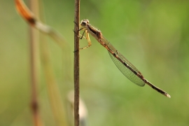 Gemeine Winterlibelle - Sympecma fusca