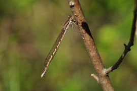 Gemeine Winterlibelle - Sympecma fusca