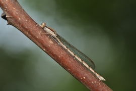 Gemeine Winterlibelle - Sympecma fusca