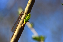 Gemeine Winterlibelle - Sympecma fusca