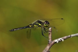 Sympetrum danae -  Schwarze Heidelibelle