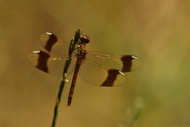 Sympetrum pedemontanum - Gebänderte Heidelibelle