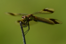 Sympetrum pedemontanum - Gebänderte Heidelibelle