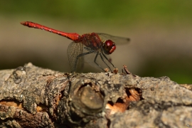 Sympetrum sanguineum - Blutrote Heidelibelle