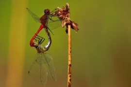 Sympetrum sanguineum - Blutrote Heidelibelle