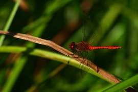 Sympetrum sanguineum - Blutrote Heidelibelle