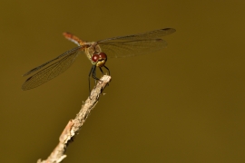 Sympetrum sanguineum - Blutrote Heidelibelle
