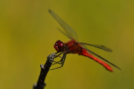 Sympetrum sanguineum - Blutrote Heidelibelle
