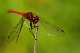 Sympetrum sanguineum - Blutrote Heidelibelle