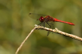 Sympetrum sanguineum - Blutrote Heidelibelle