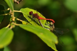 Sympetrum sanguineum - Blutrote Heidelibelle