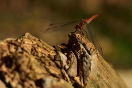Sympetrum sanguineum - Blutrote Heidelibelle