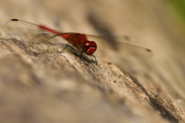 Sympetrum sanguineum - Blutrote Heidelibelle