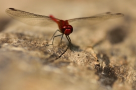 Sympetrum sanguineum - Blutrote Heidelibelle