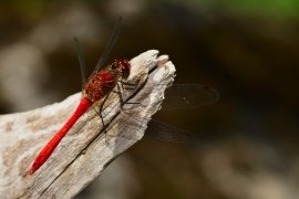 Sympetrum sanguineum - Blutrote Heidelibelle