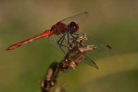 Sympetrum sanguineum - Blutrote Heidelibelle
