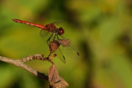 Sympetrum sanguineum - Blutrote Heidelibelle