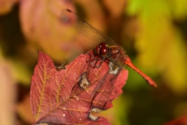 Sympetrum sanguineum - Blutrote Heidelibelle