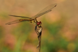 Sympetrum sanguineum - Blutrote Heidelibelle
