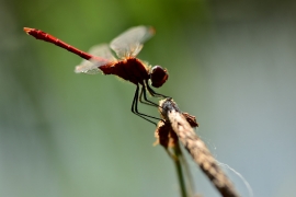 Sympetrum sanguineum - Blutrote Heidelibelle