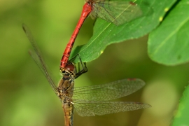 Sympetrum sanguineum - Blutrote Heidelibelle