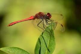 Sympetrum sanguineum - Blutrote Heidelibelle