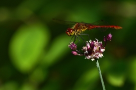 Sympetrum sanguineum - Blutrote Heidelibelle