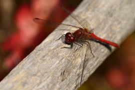 Sympetrum sanguineum - Blutrote Heidelibelle