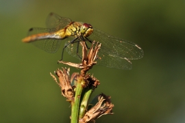 Sympetrum sanguineum - Blutrote Heidelibelle