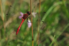 Sympetrum sanguineum - Blutrote Heidelibelle