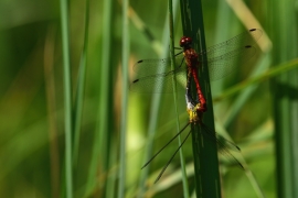 Sympetrum sanguineum - Blutrote Heidelibelle
