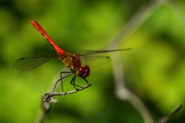 Sympetrum sanguineum - Blutrote Heidelibelle