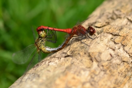 Sympetrum sanguineum - Blutrote Heidelibelle