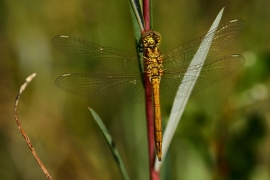 Sympetrum sanguineum - Blutrote Heidelibelle