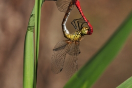 Sympetrum sanguineum - Blutrote Heidelibelle