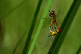 Sympetrum sanguineum - Blutrote Heidelibelle
