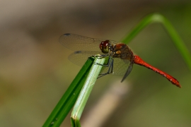 Sympetrum sanguineum - Blutrote Heidelibelle