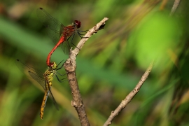 Sympetrum sanguineum - Blutrote Heidelibelle
