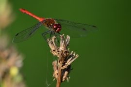Sympetrum sanguineum - Blutrote Heidelibelle