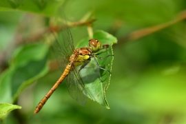 Sympetrum striolatum - Große Heidelibelle